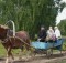 Se sei in viaggio con carretto e cavallo, puoi dare un passaggio anche ai tuoi parrocchiani